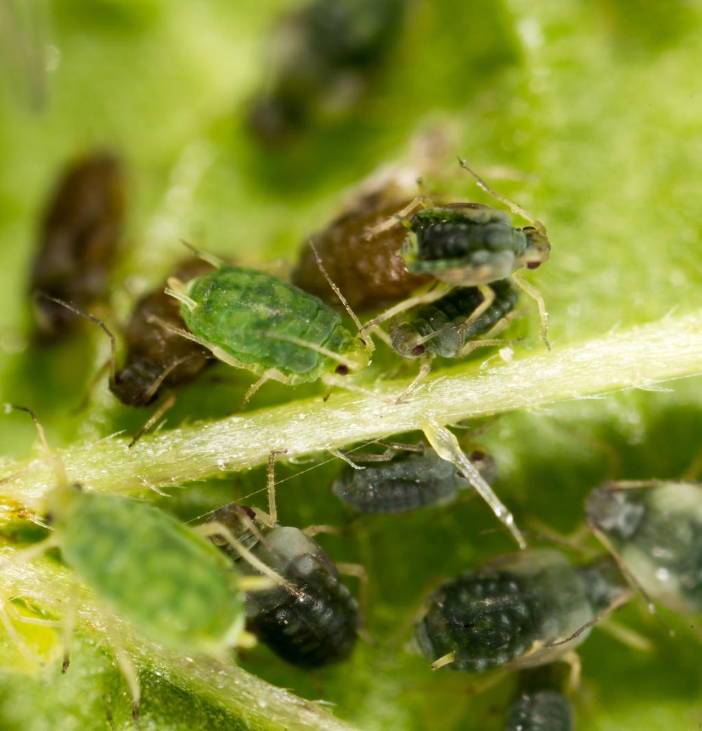 Close-up of aphids on a plant