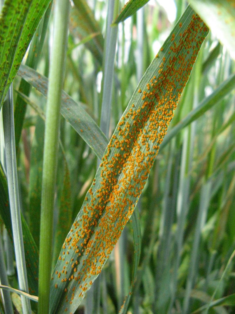 Rust disease affecting a cereal crop