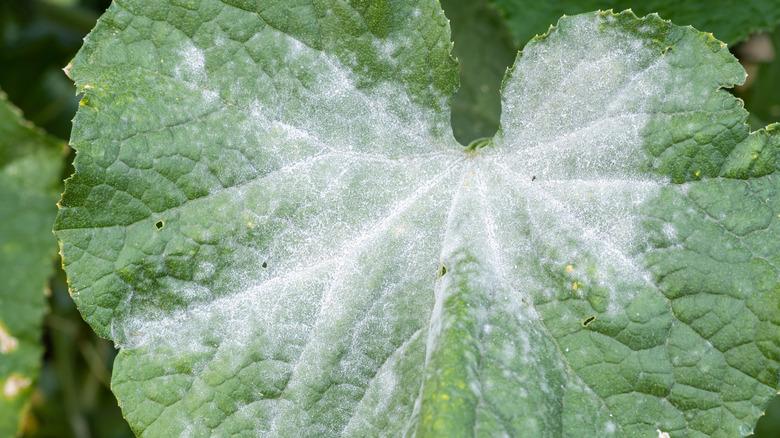 Cucumber downy mildew disease symptoms on leaves