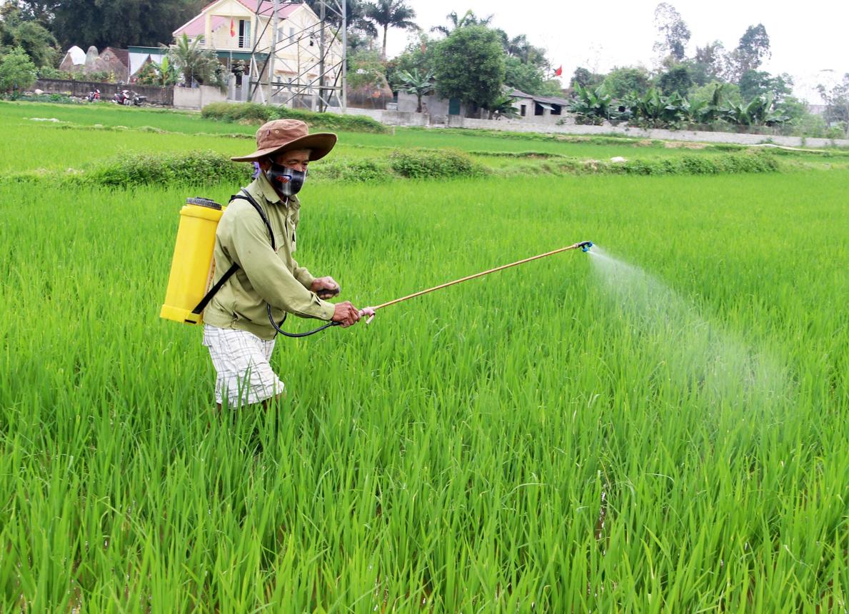 Rice blast disease on rice plant