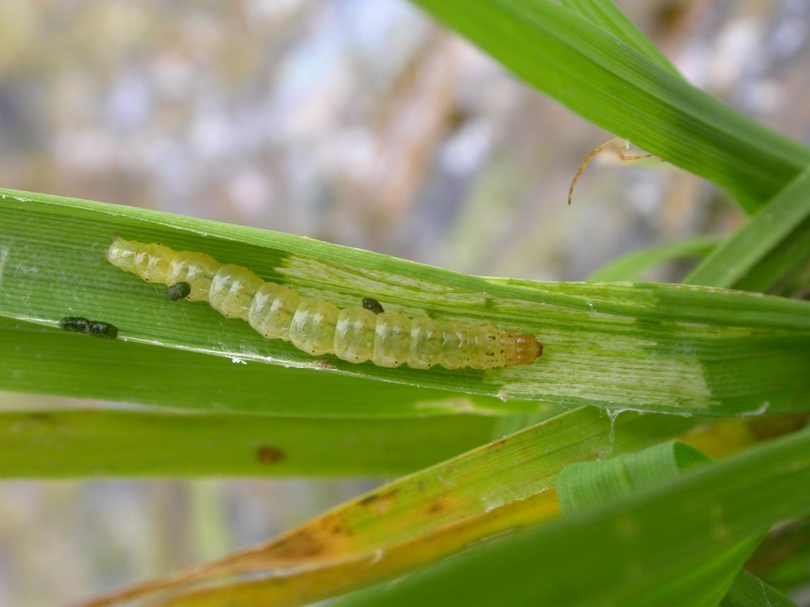 Rice planthopper insect pest on rice