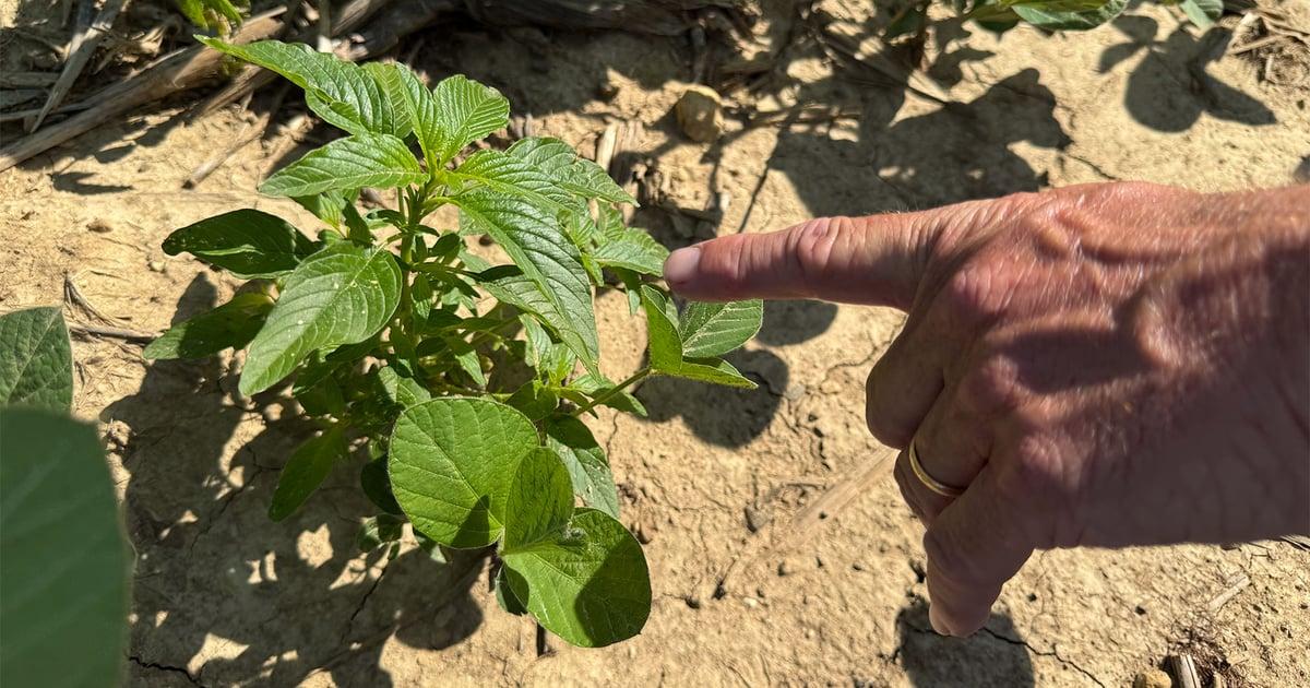 Managing key weeds in a soybean field